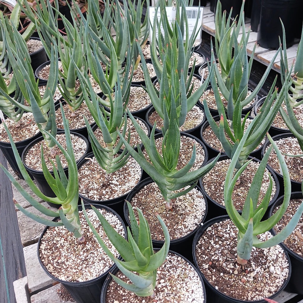 Aloe speciosa Limp Horn Aloe, Tilt Head Aloe 5 Seeds