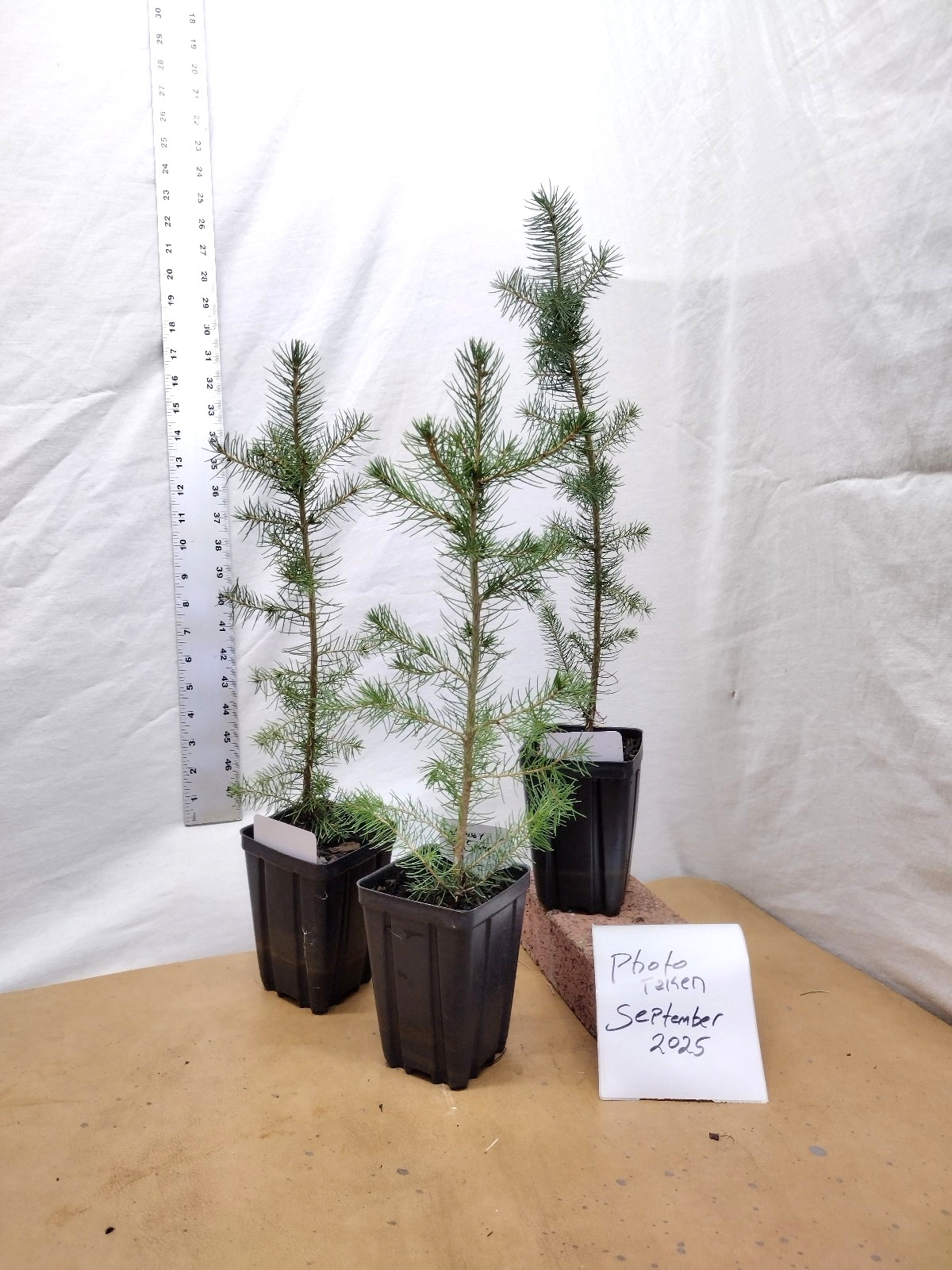 Norway Spruce 1 year old tree in nursery pot. Picea abies. Live