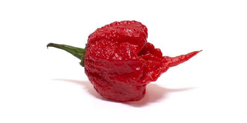 Carolina Reaper Chili Pepper (25+) Seeds, World Record Hottest, 5th GEN. ORGANIC