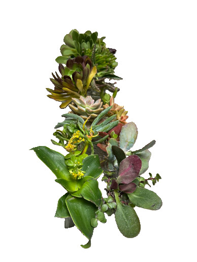 Assorted Succulent Cuttings, Wedding/Party Favors/Gifts. No Repeat, Unique& Rare
