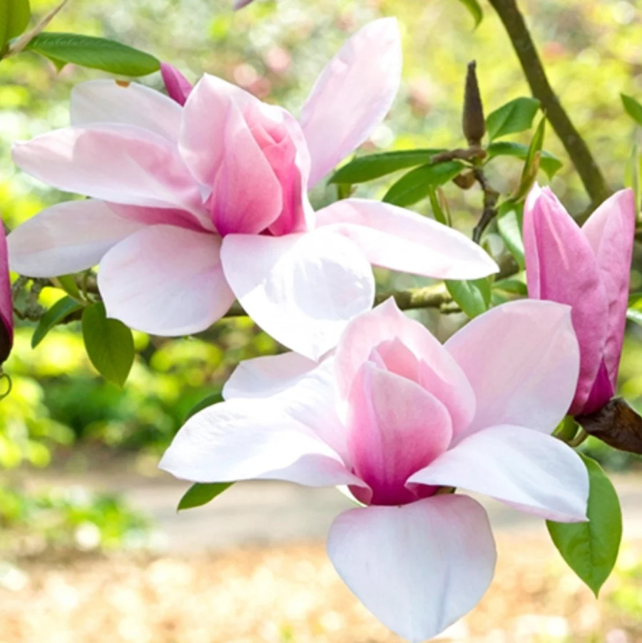 Jane Magnolia Tree, Live Plant, 2.5″ Pot, 6–12″ Tall, No Ship AK, HI, PR