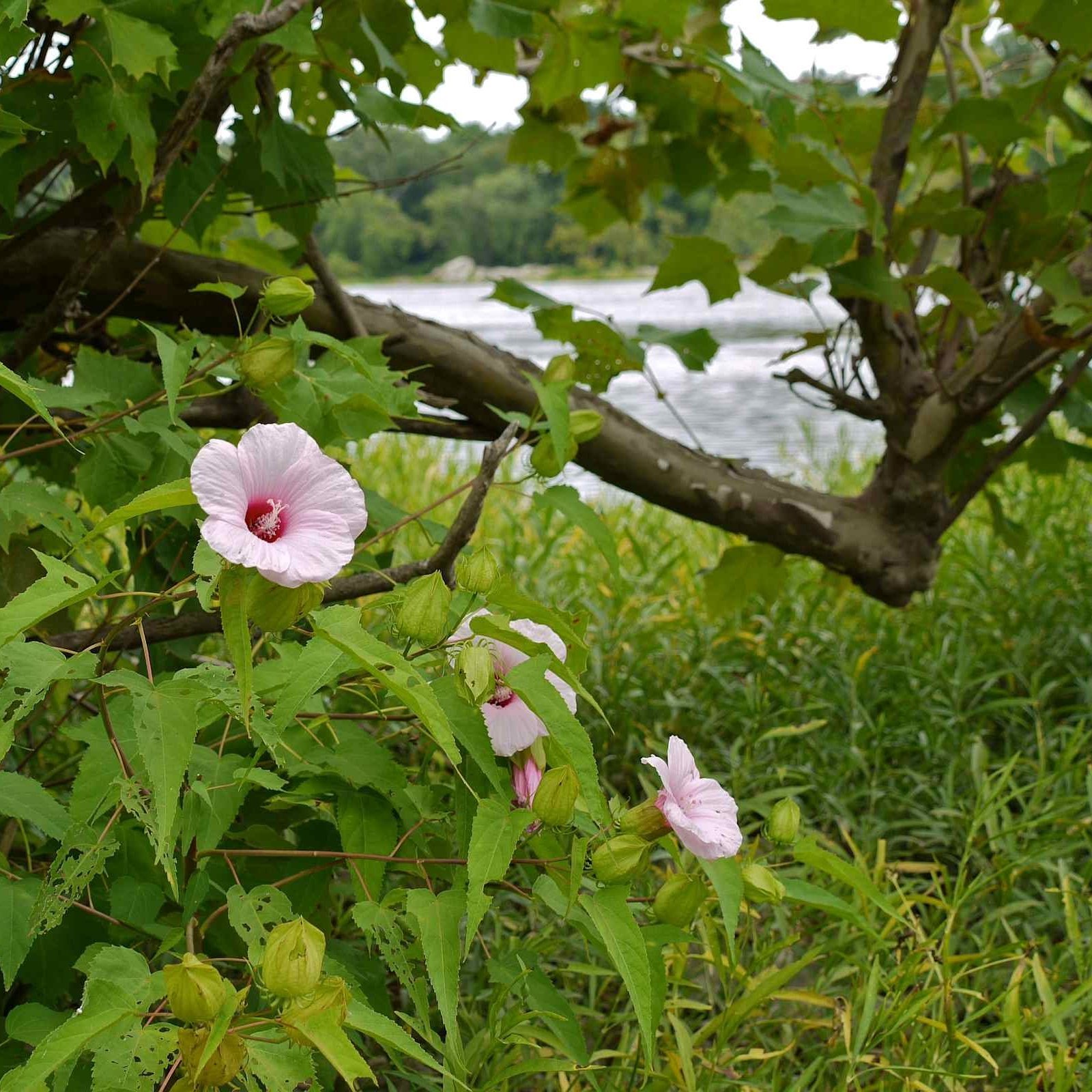 ROSE MALLOW Hibiscus Laevis 10,20,40 SEEDS