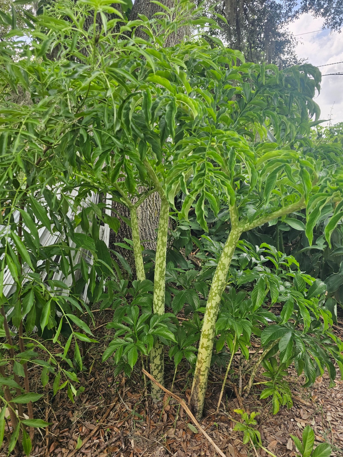 amorphophallus plant Voodoo lily 3ft high beautiful plants to have in your yard