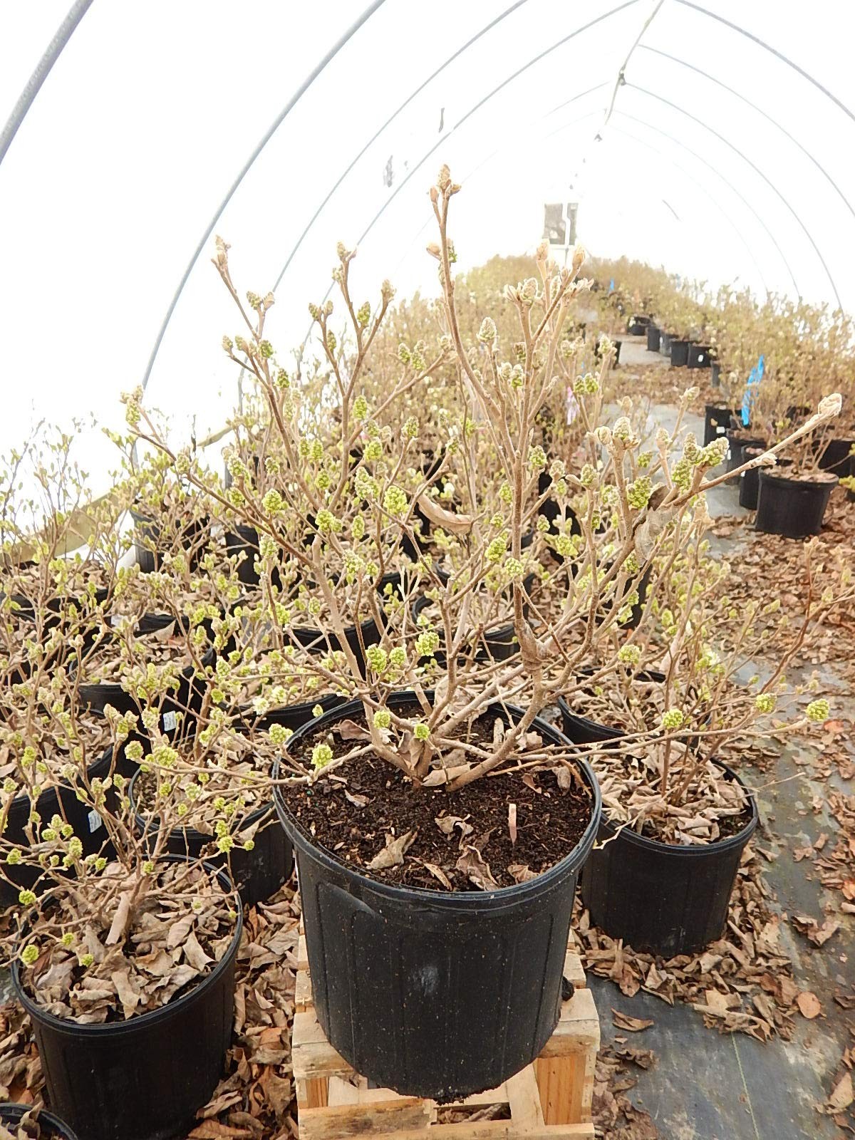 Green Promise Farms Fothergilla Major Mt. Airy Fothergilla Shrub White Flowers