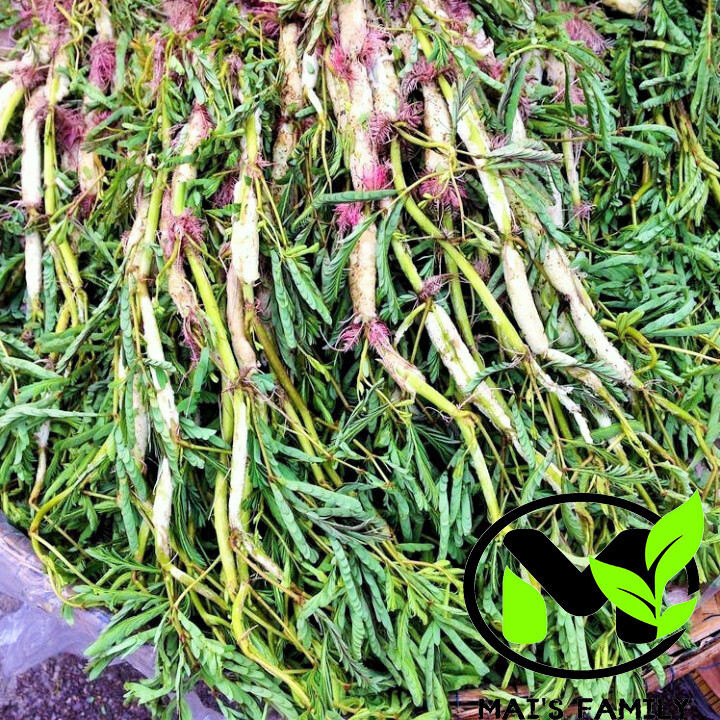 WATER MIMOSA SEEDS, HẠT RAU NHÚT (Sensitive Plant), Neptunia oleracea 水含羞草