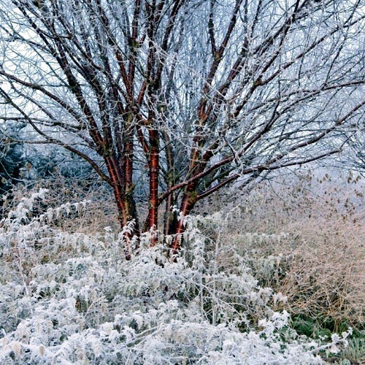500 – 1,000 Tibetan Paper Birchbark Cherry Tree Seeds Prunus serrula Shiny Bark