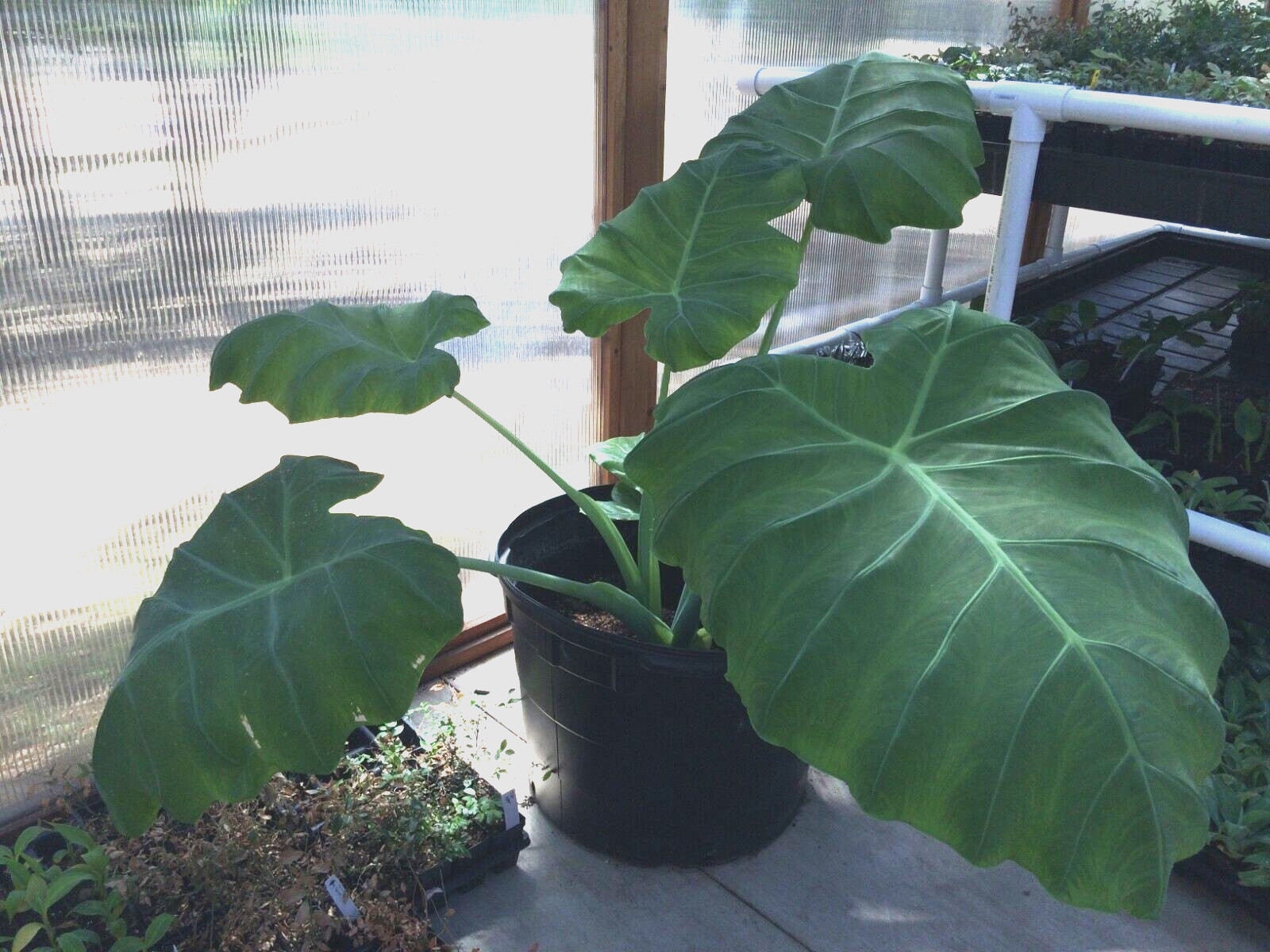 Colocasia – ‘Thai Giant’ – Elephant Ear