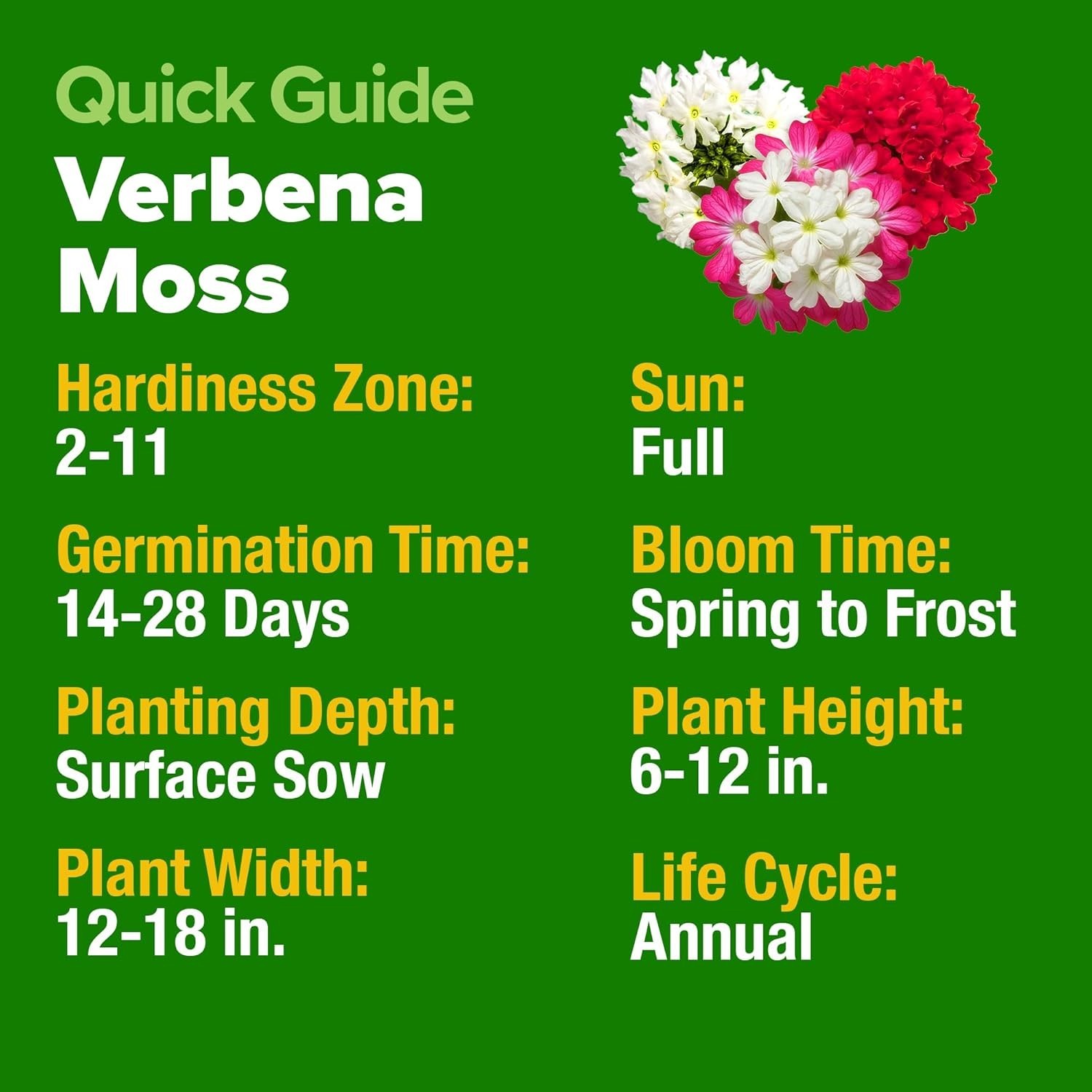 Heat-Tolerant Verbena Tenuisecta – Erosion Control & Stunning Full Sun Blooms