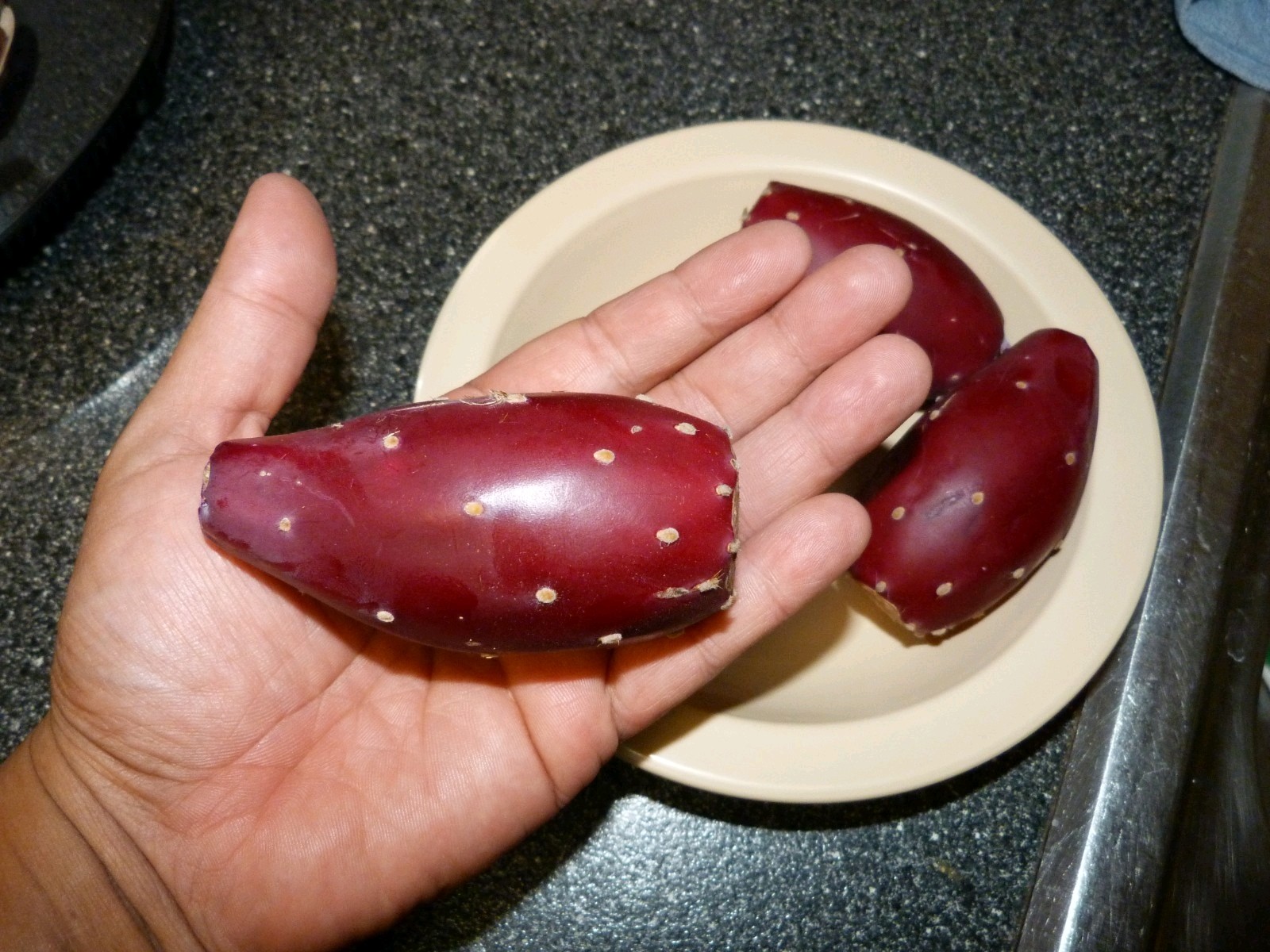 1 Pad Spineless Engelmannii PRICKLY PEAR CACTUS New Mexico ~hardy~ Nice Tunas
