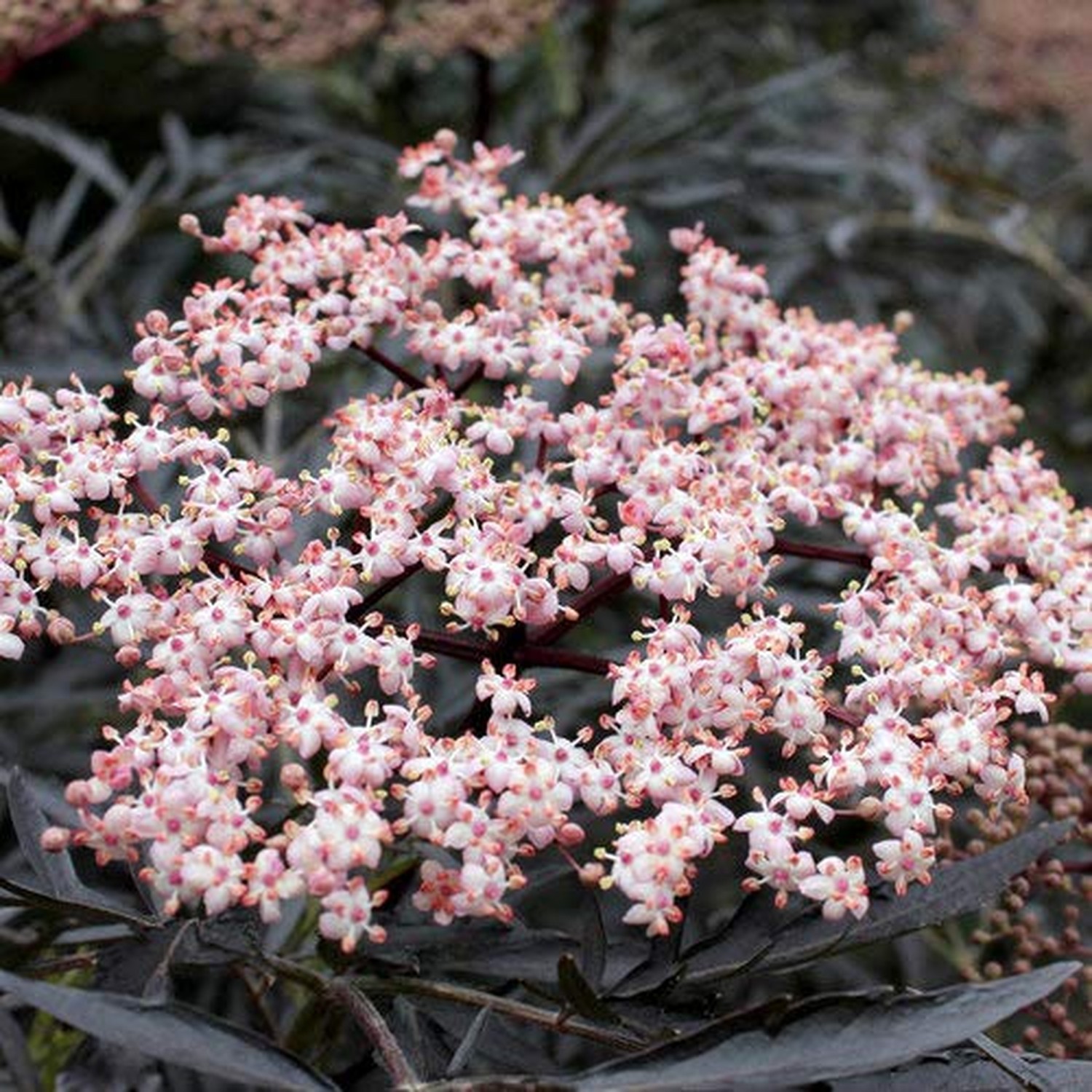 Green Promise Farms Sambucus NIGRA `Black LACE` (Elderberry) Shrub, 3-Size Co…