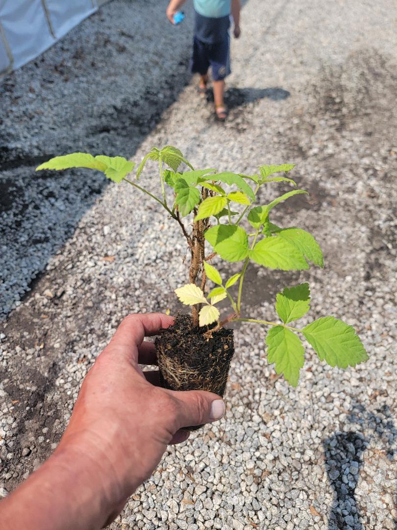 ( 1 ) – Fall Gold Everbearing Raspberry – Starter Plant ( L4 ) ( 1 live plant )