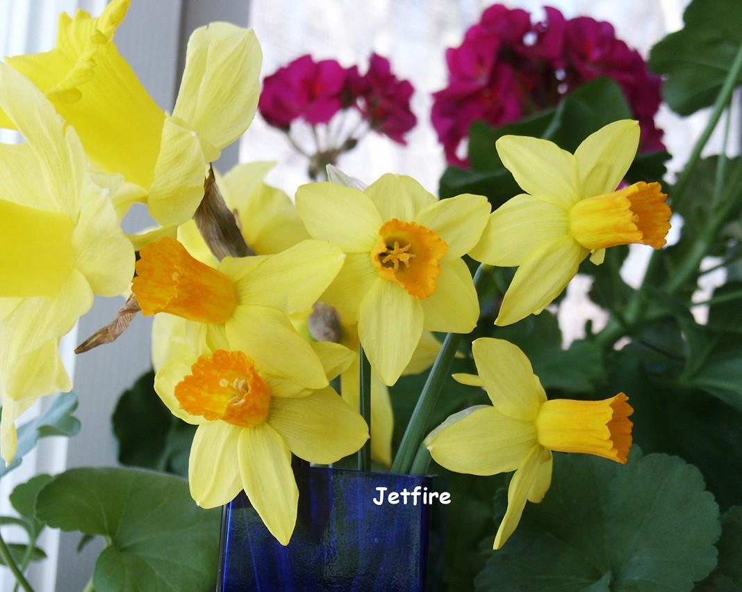 37 DAFFODIL BULBS JETFIRE (miniature) ICE FOLLIES Narcissus FromMyGarden*READ*
