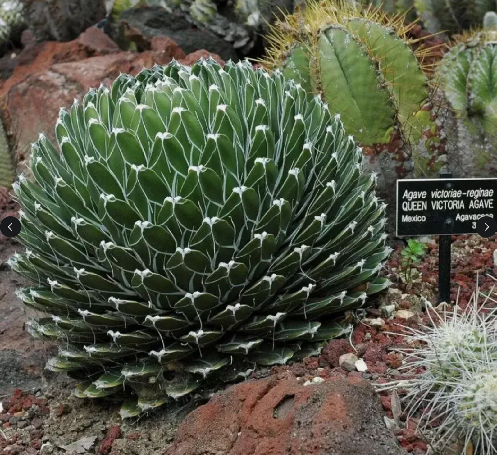 QUEEN VICTORIA AGAVE (Agave victoriae-reginae) 15 seeds