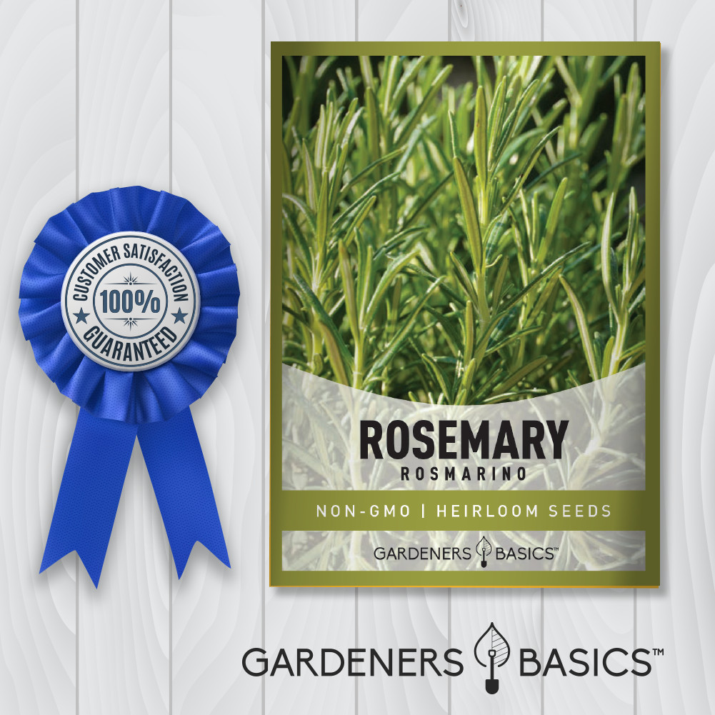 Rosemary Seeds