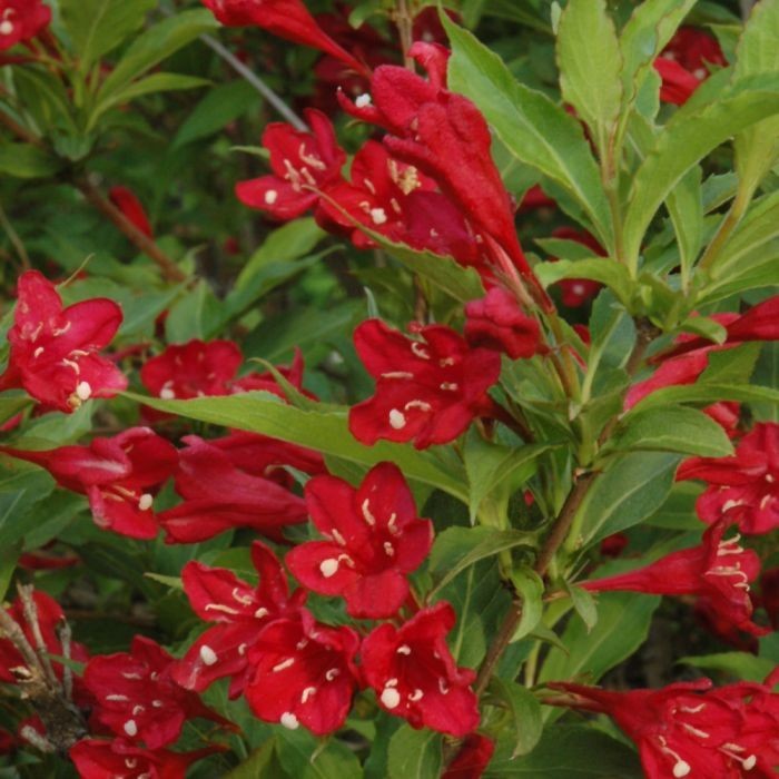 1 Red Weigela Shrub Weigela Florida 12-24″ Bare Root