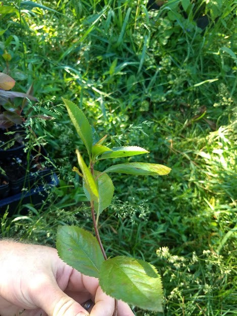 1 Black Chokeberry live rooted plant. Edible shrub Zones 3-9.