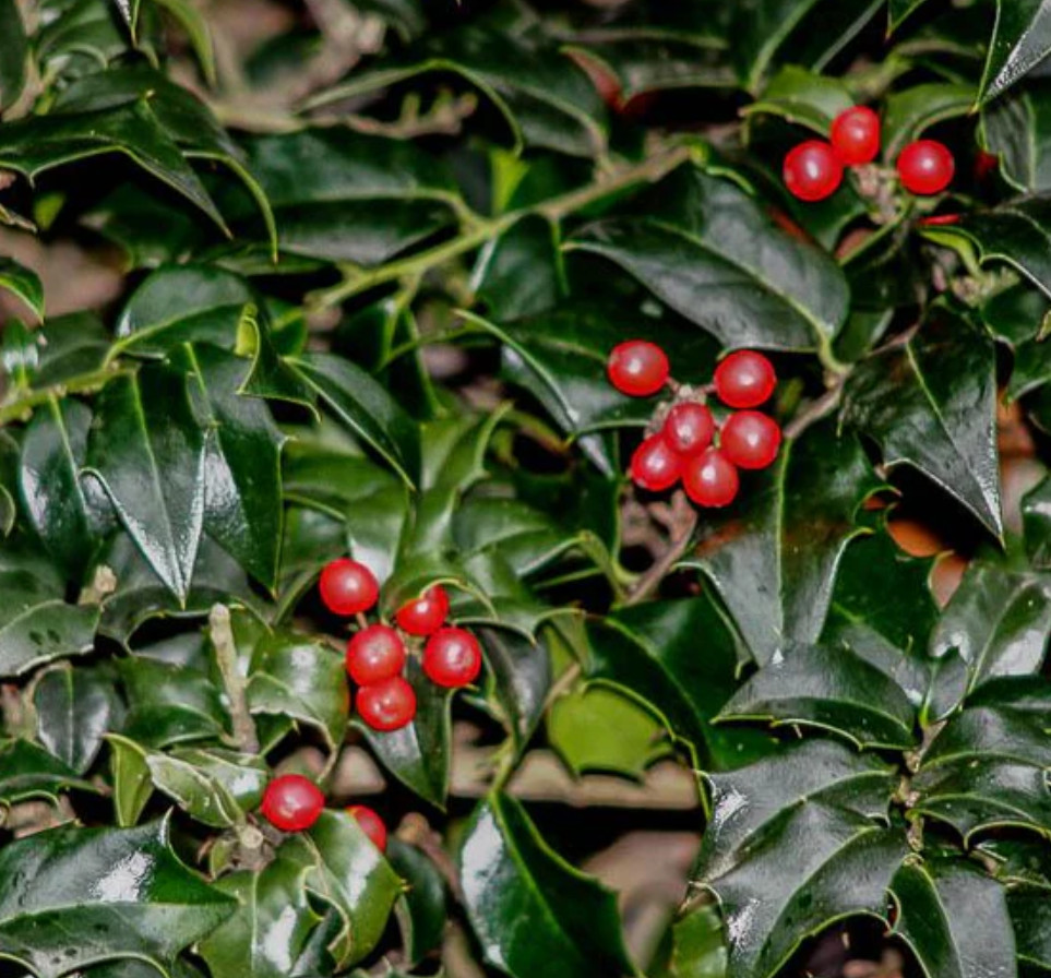 Live Dragon Lady Holly Plants (‘Meschick’), 6–8” Tall, 3” Pot, Evergreen Shrubs