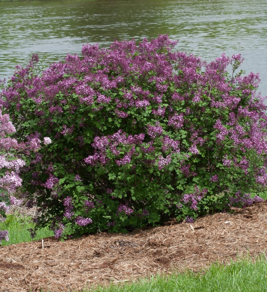 Green Promise Farms Proven Winners – Syringa X Bloomerang Dark Purple
