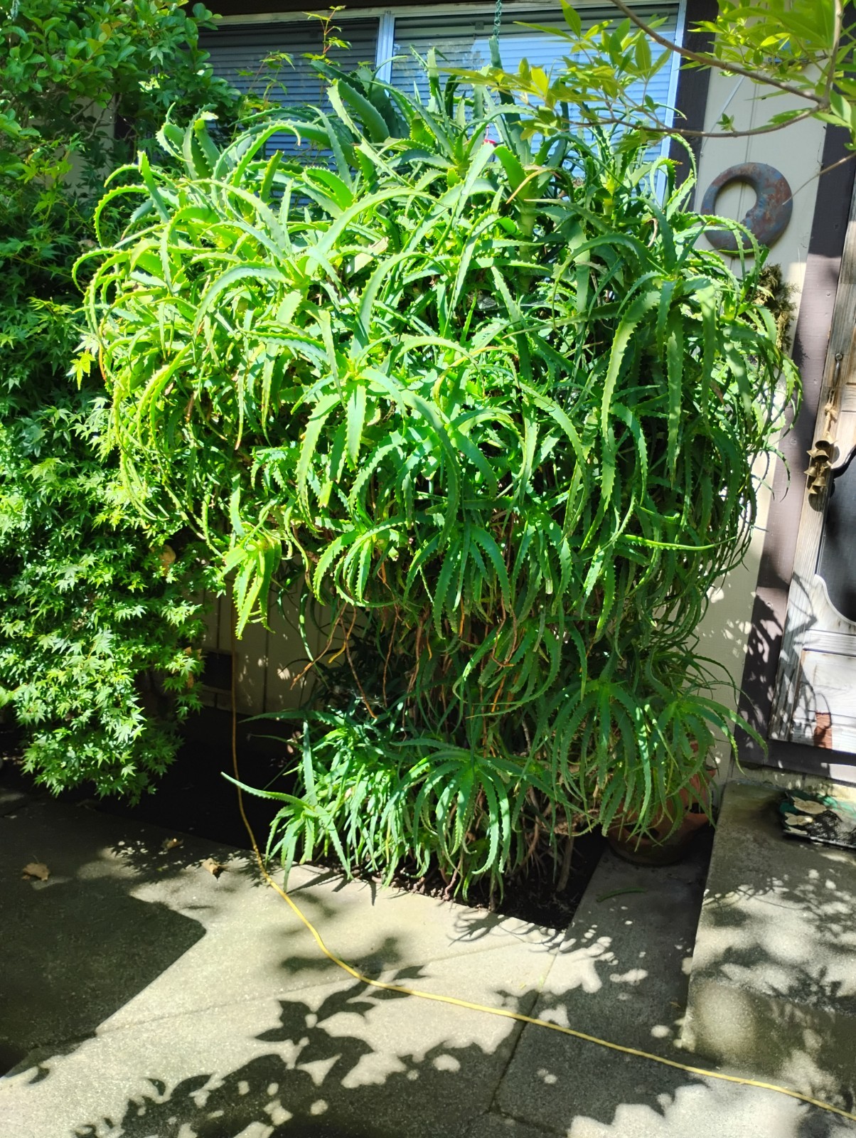 Large Aloe Arborescens Cactus Plant Cuttings from 40 year old Healing Plant.