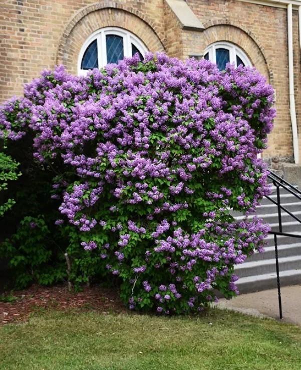 Free Shipping – Set 3 Old Fashion Lilac Live Plants – 20-30″ Tall – Fragrant