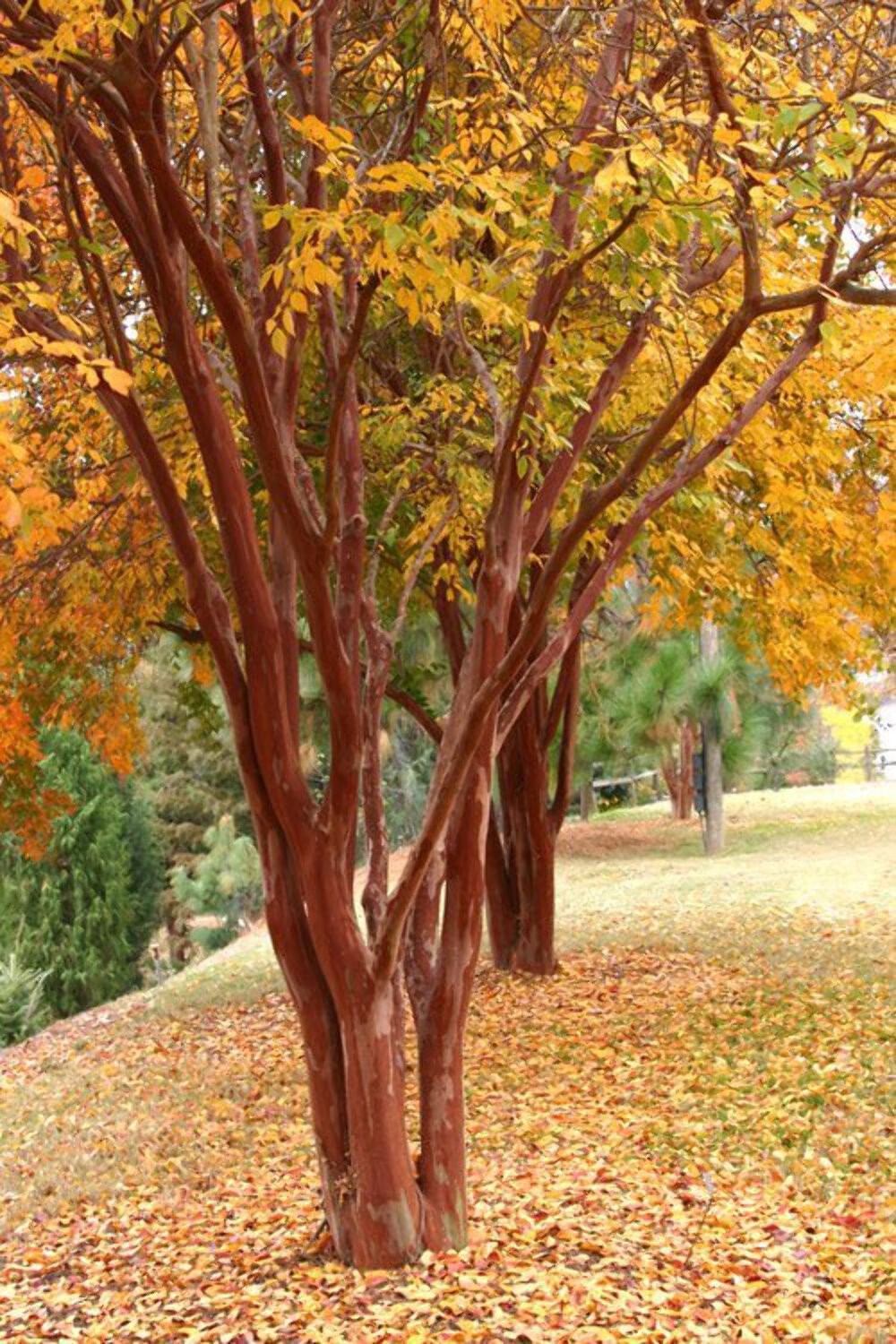Natchez Crape Myrtle: Majestic Beauty and Continuous Blooms for Your Landscape