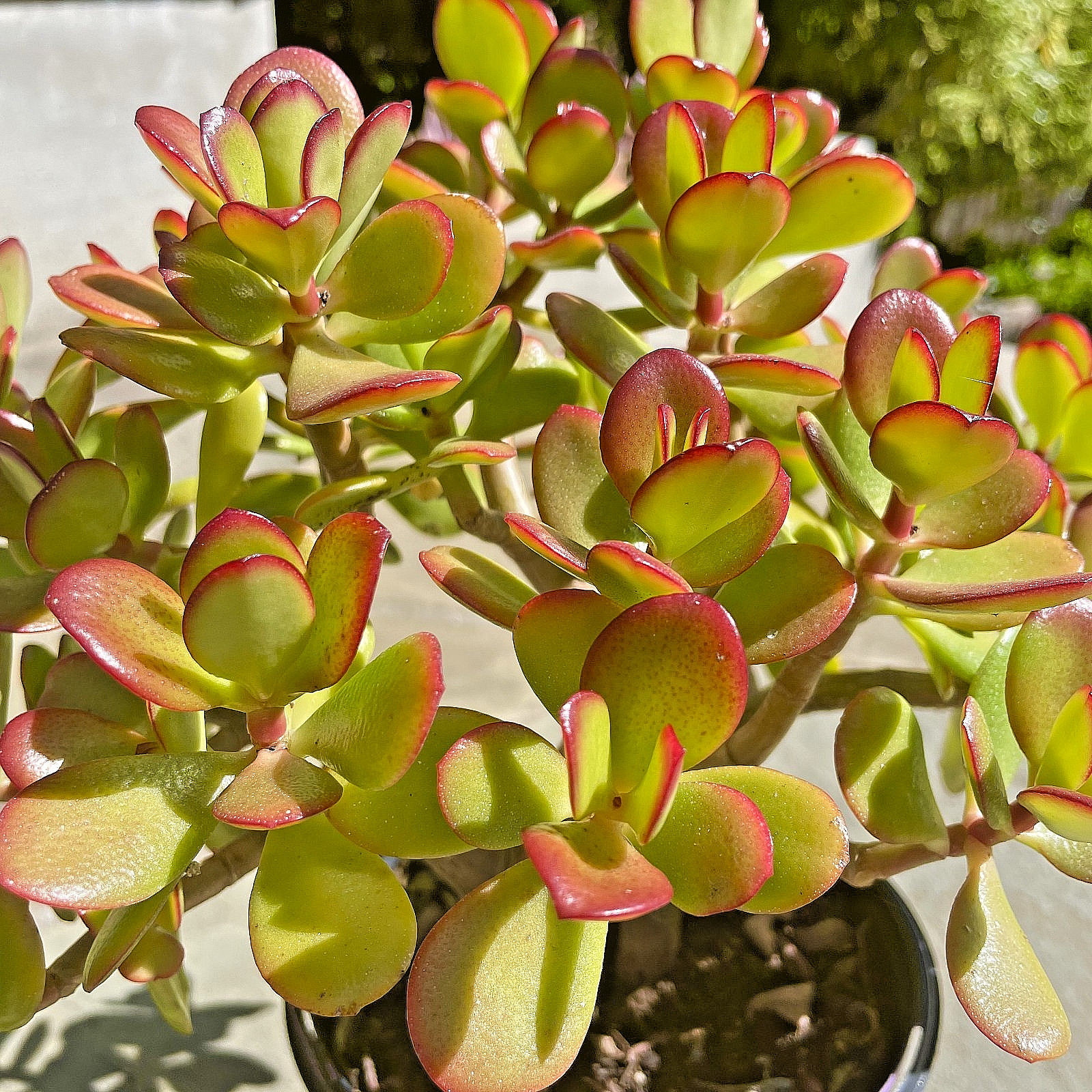 Crassula Ovata Jade Plant Rare Succulent Easy Care Live Plant 1-Cutting 2-3″