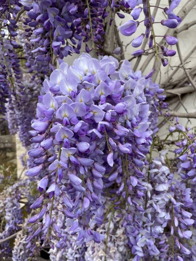 Wisteria Blue-Violet Flower Tree – 6 to 8 Inch Tall – 4 Inch Pot