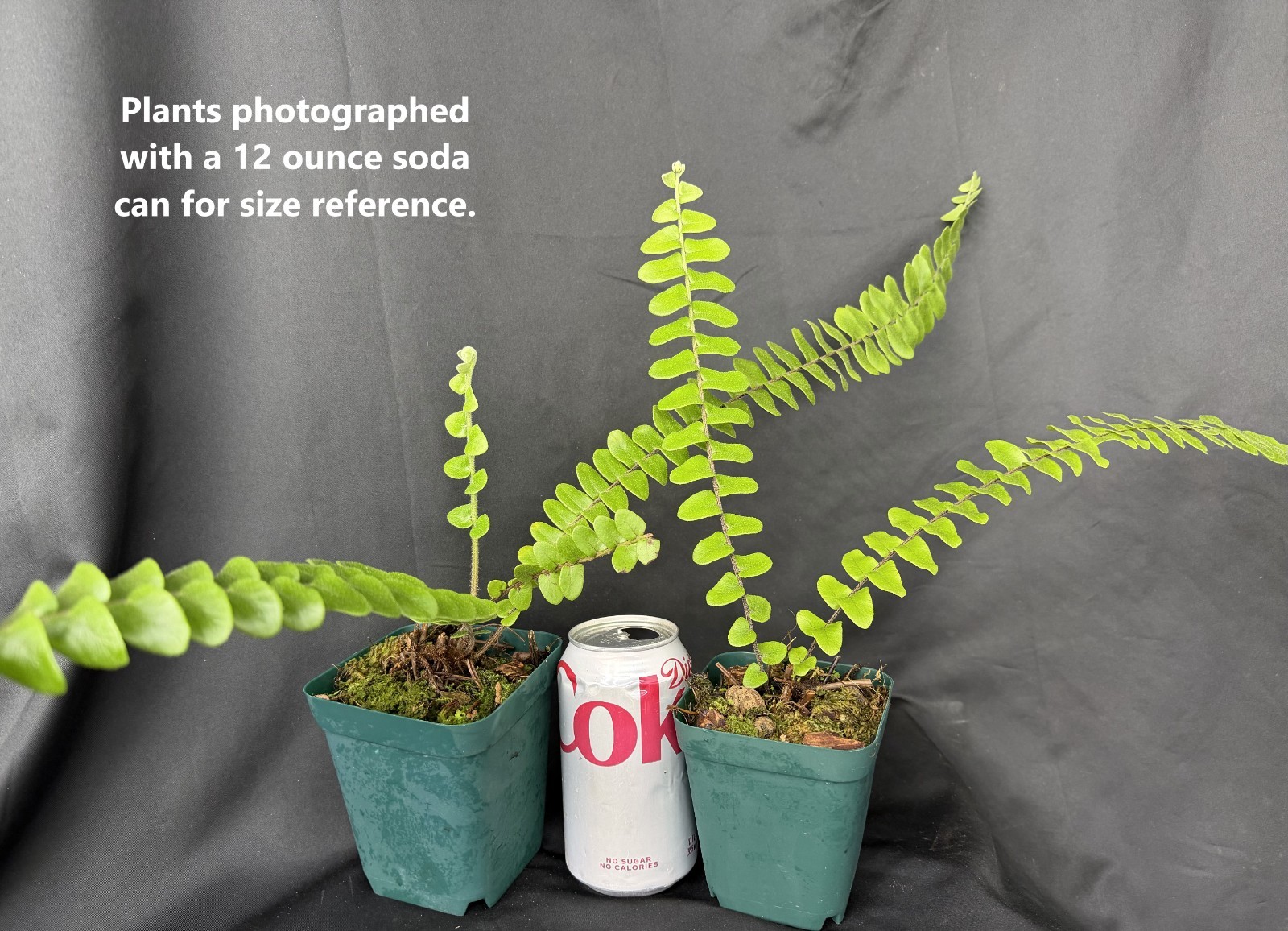 NEPHROLEPIS ACTUIFOLIA – Giant gorgeous jungle-like fern ! Tropical not staghorn