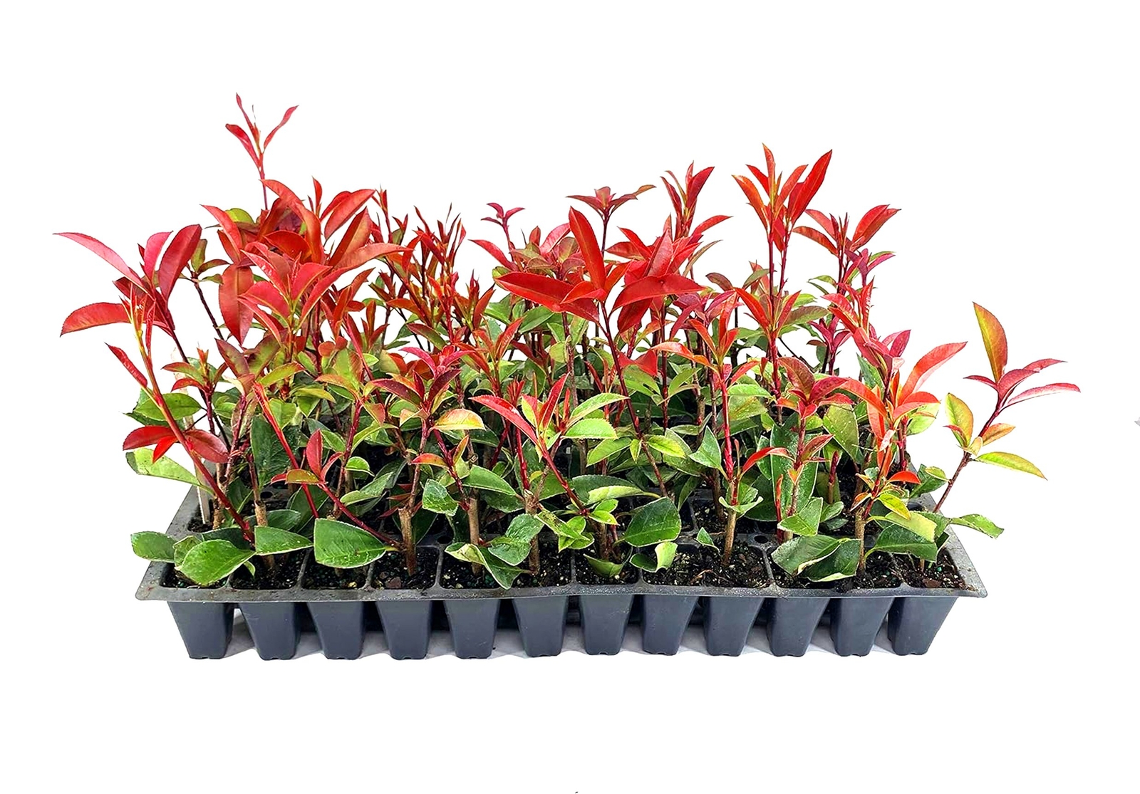 Photinia Red Tip | Live Plants | Photinia x Fraseri, Evergreen Landscape