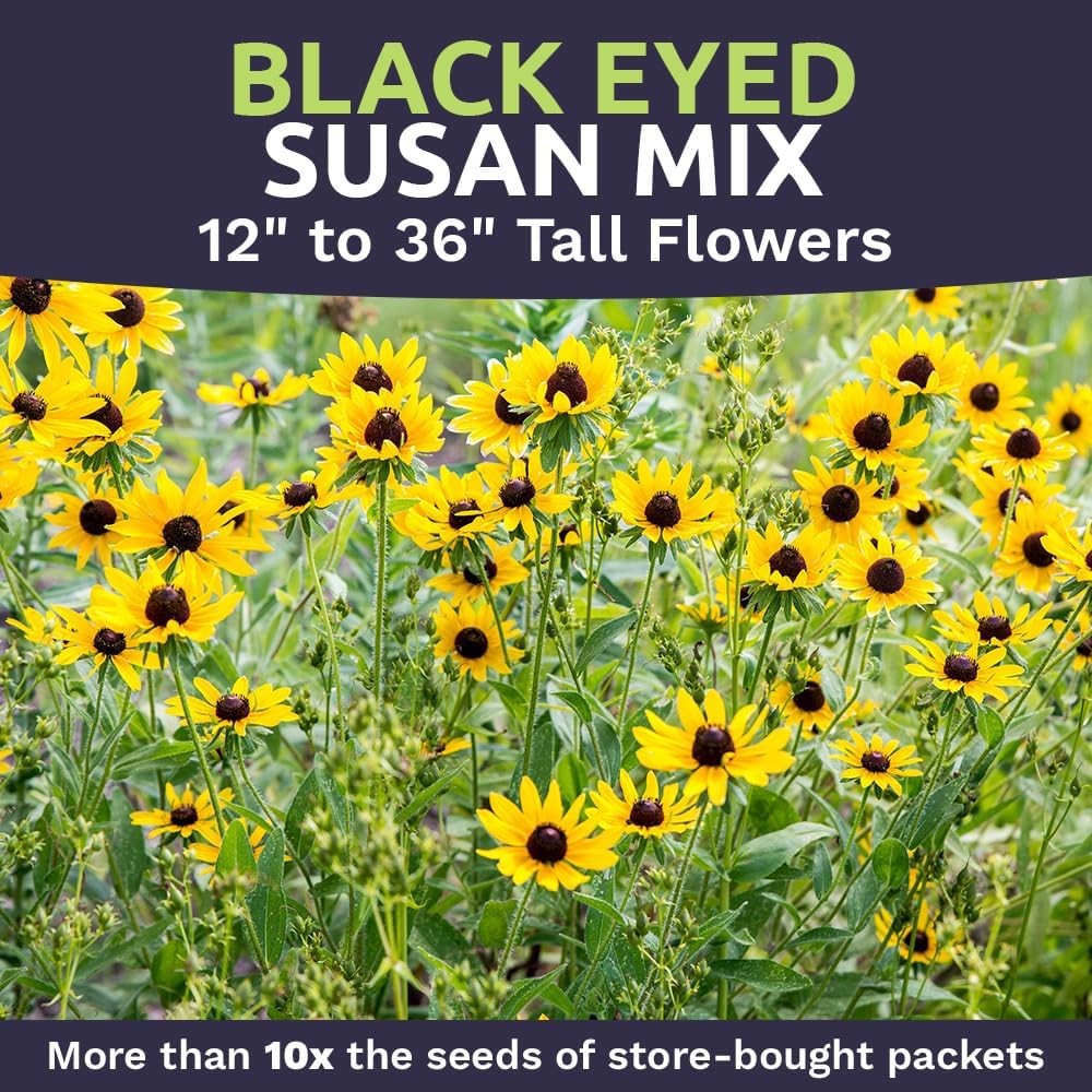 Black Eyed Susan Seeds – Bulk Quarter Pound Bag – Over 400000 Open Pollinated