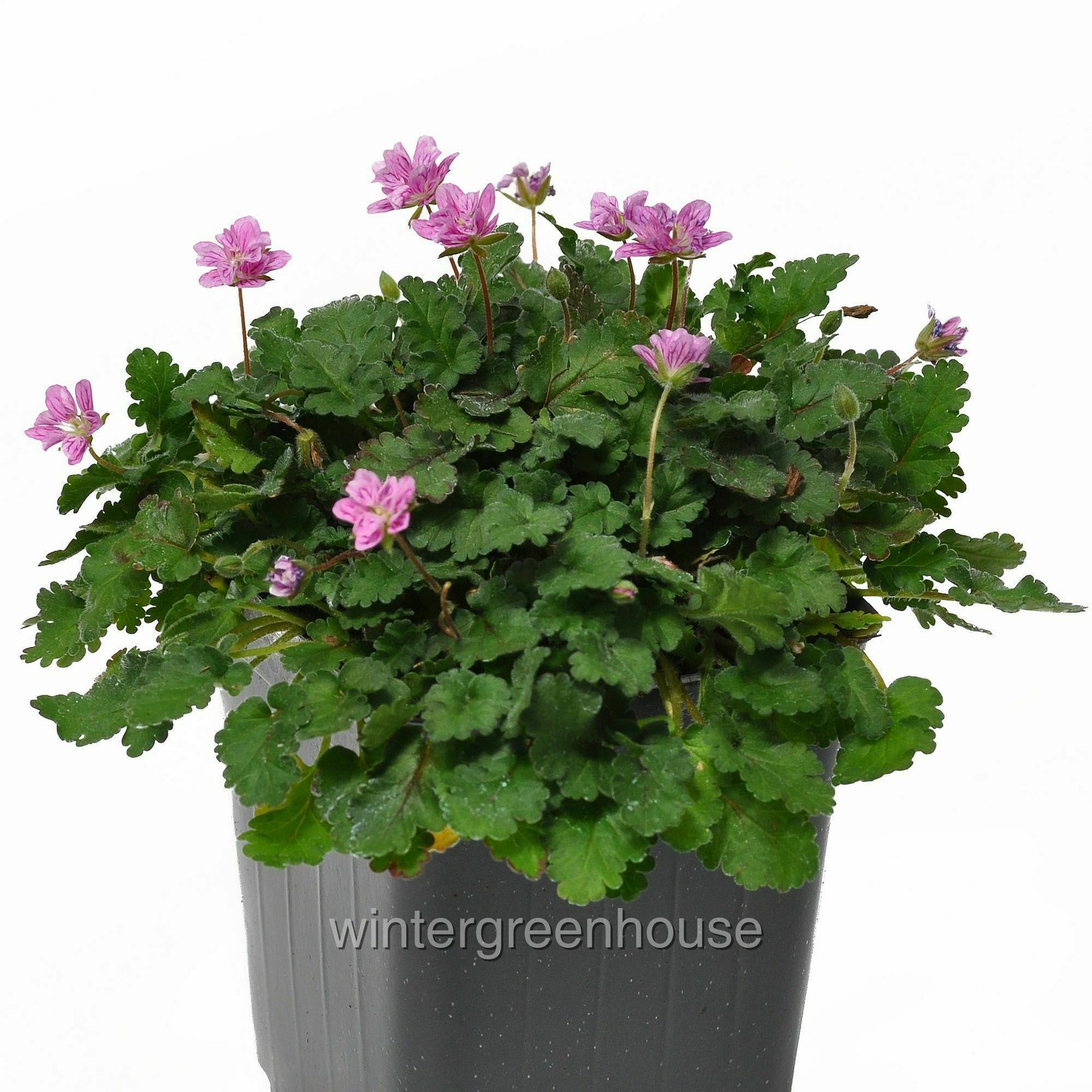 Erodium x variabile ‘Flore Pleno’, Heron’s Bill, Container Size: 3″ (2.6×3.5″)