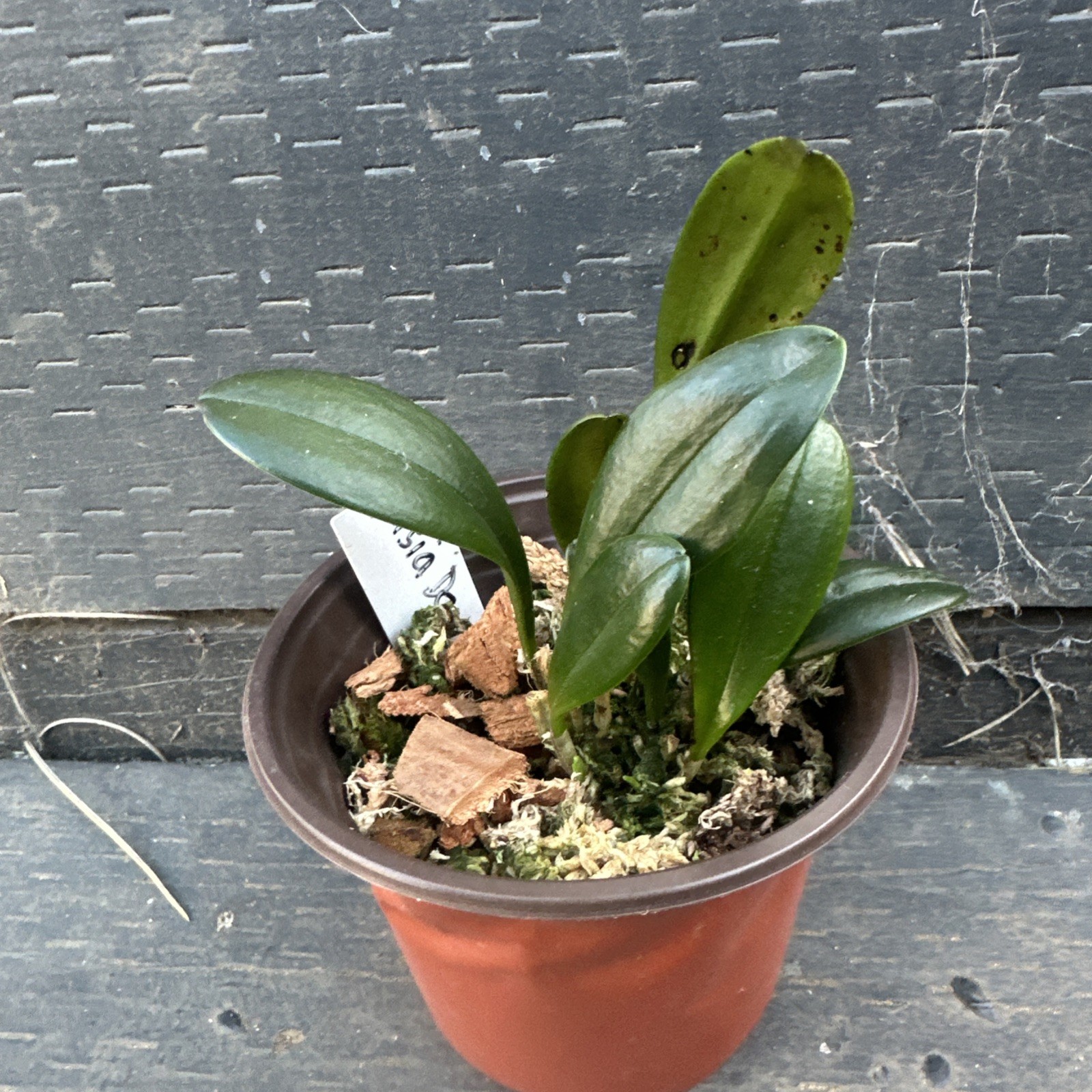 Masdevallia orchid Fuschia Dawn Plant