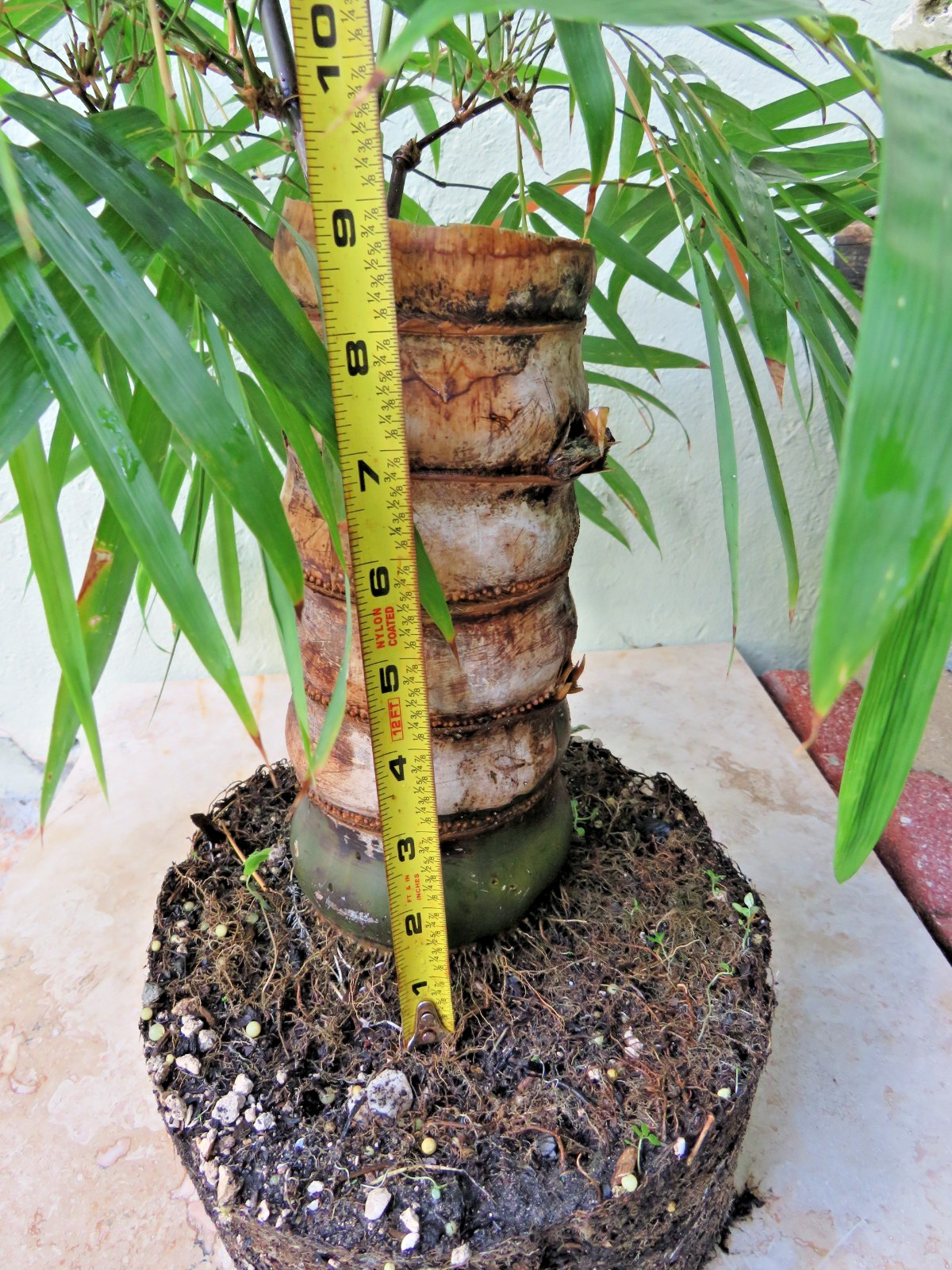 Buddha Belly Bamboo Thick trunk Bambusa ventricosa Exotic Tropical Bonsai Plant