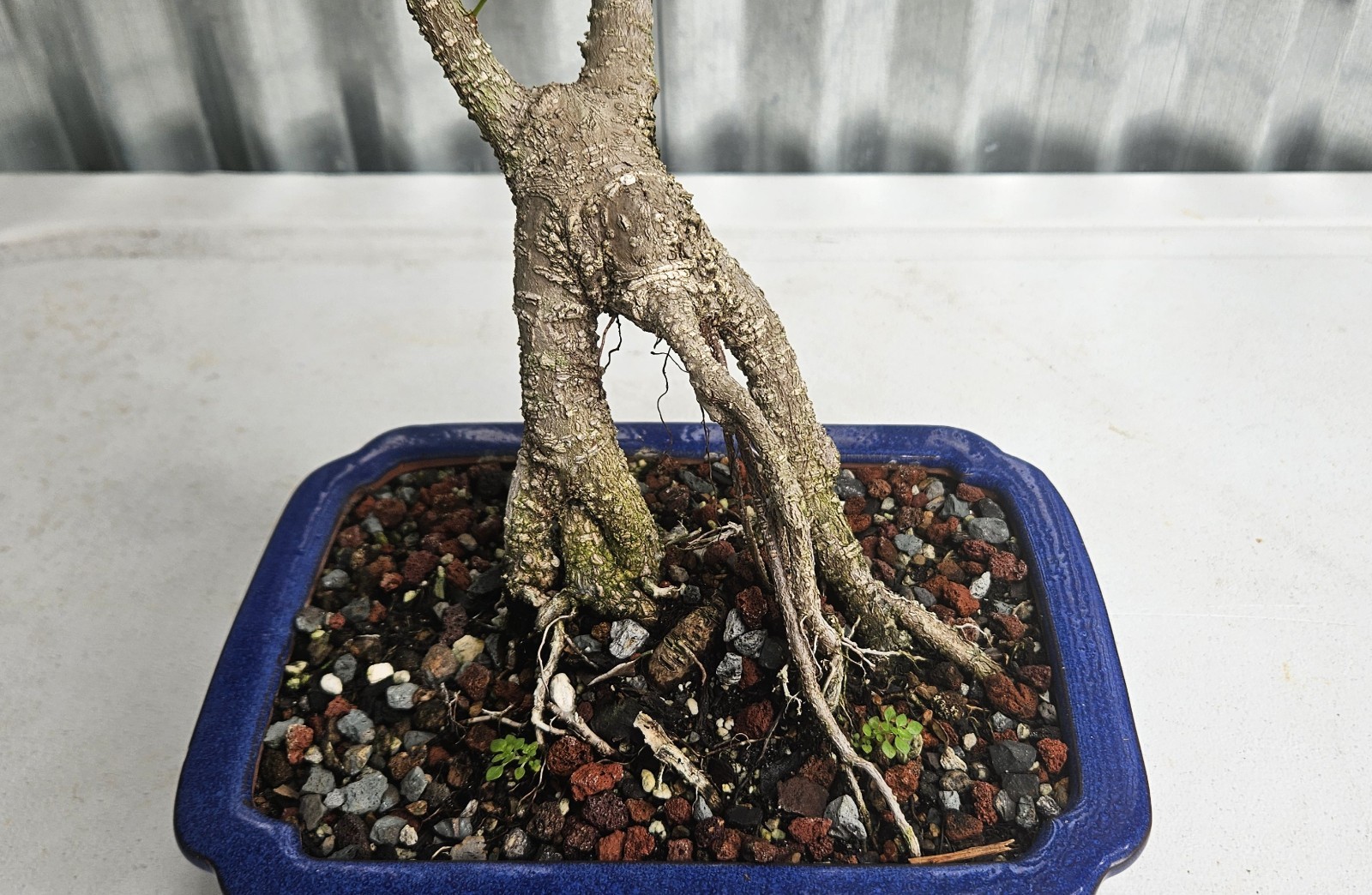 Ficus Bonsai Exposed Roots Nice Nebari