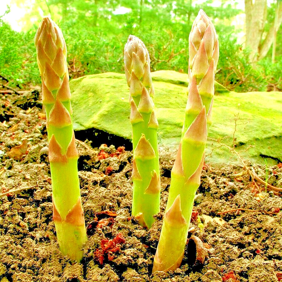 ASPARAGUS SEEDS 25 PERENNIAL AUTUMN GARDEN VEGETABLE HEIRLOOM NON-GMO USA