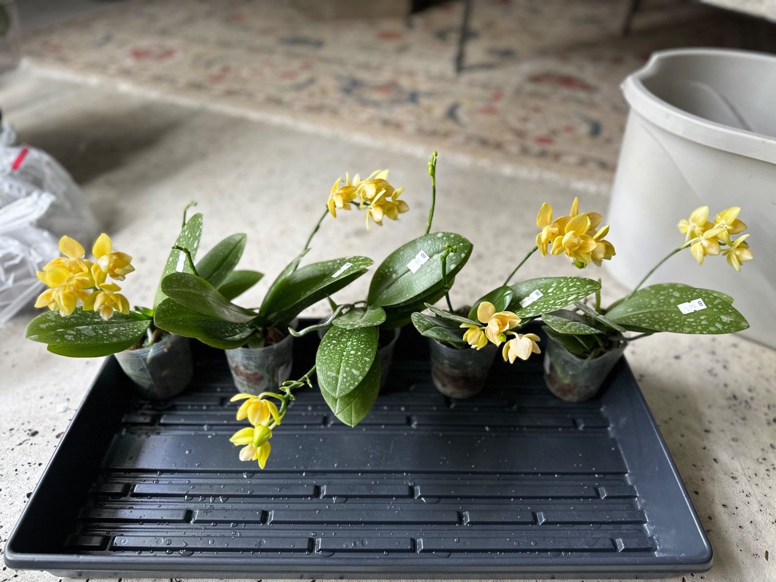 Phalaenopsis Yaphon Perfume ‘Yellow’ [IN SPIKE]