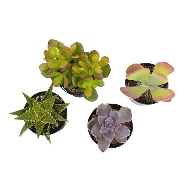 SMART PLANET 2.5 in. Assorted Succulents Plants (4-Pack)