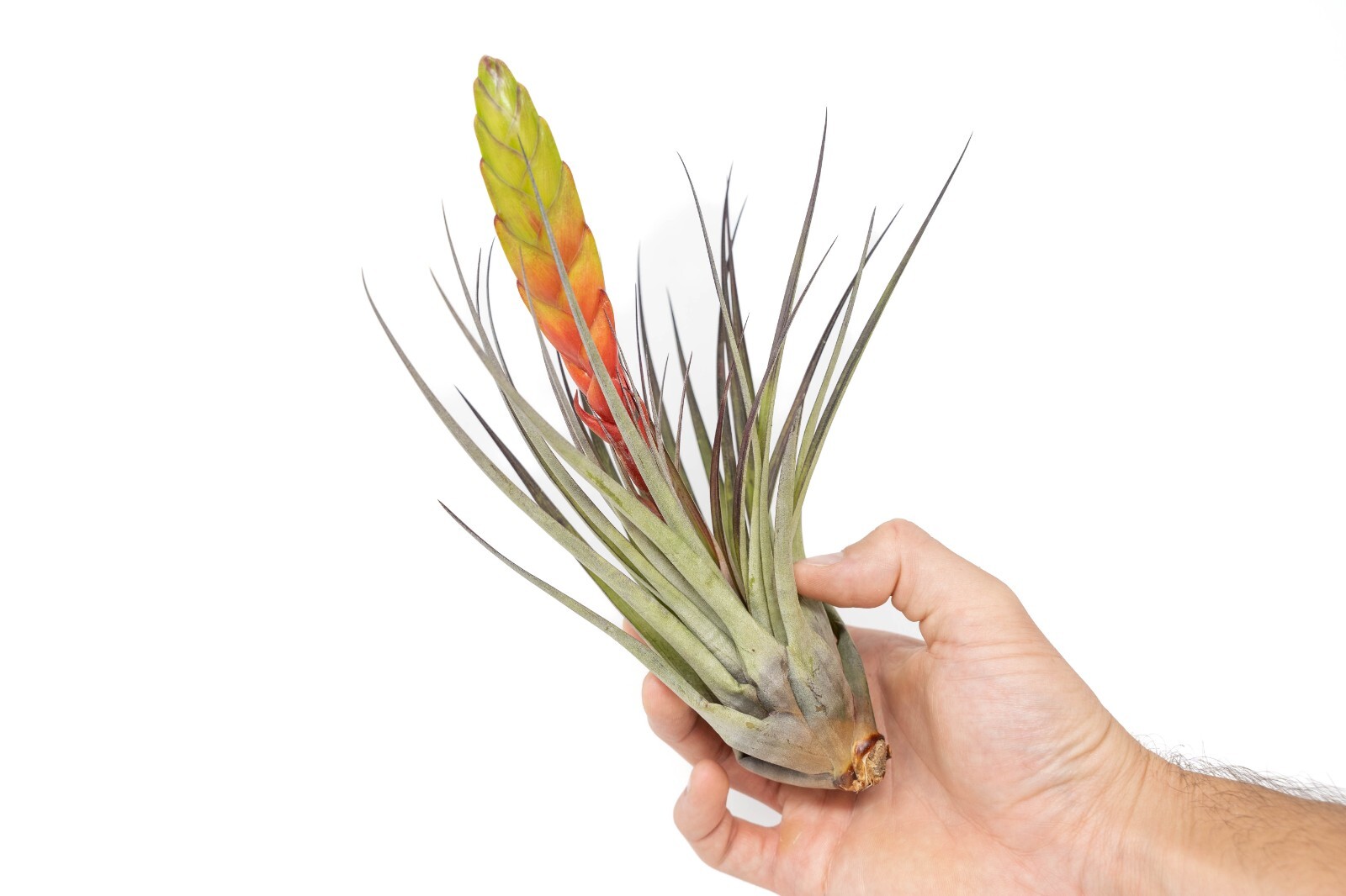 Tillandsia Fasciculata ‘Golden Torch’-Wholesale Bulk Succulents-Easy Care Plants