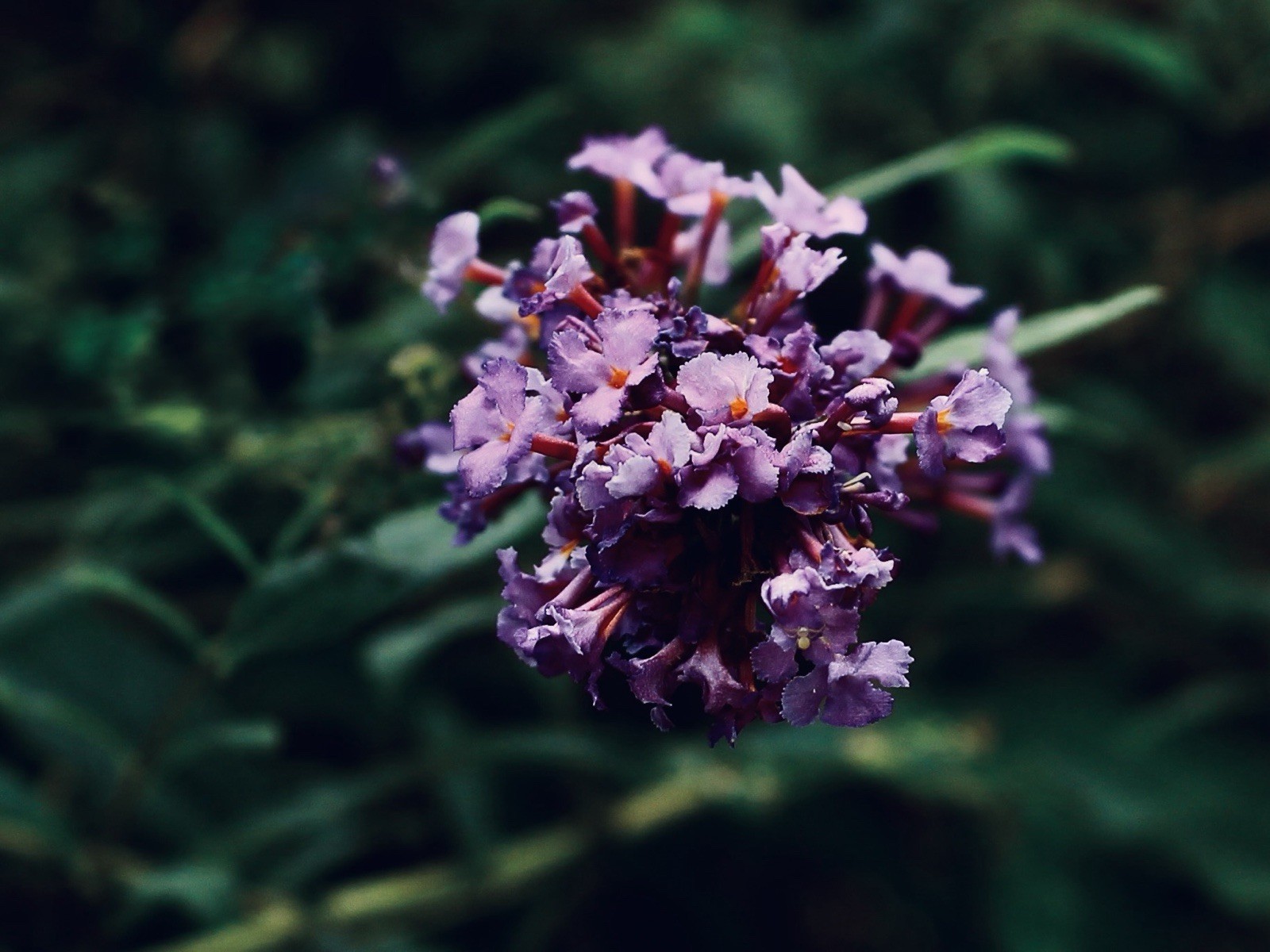 BUTTERFLY BUSH Plant