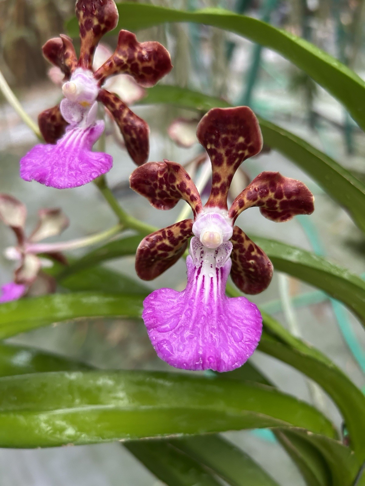 In Bloom Vanda Paksorn Fragrance Orchid , Fragrant Hybrid Red Purple