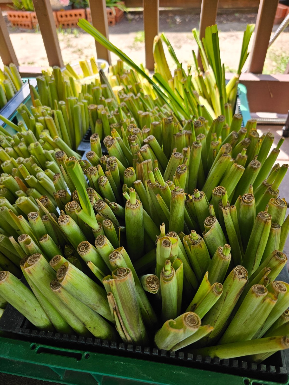 30 starter stalks of live Lemongrass – Grow Versatile, Fragrant, Edible Bushes