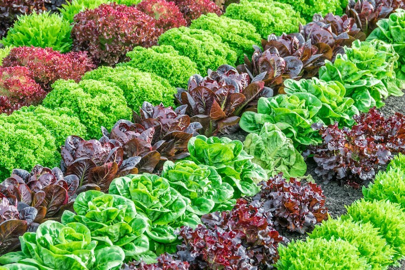300,000 Prepper Survival Emergency Vegetable Seeds + 20 Variety Herb Seed Cache