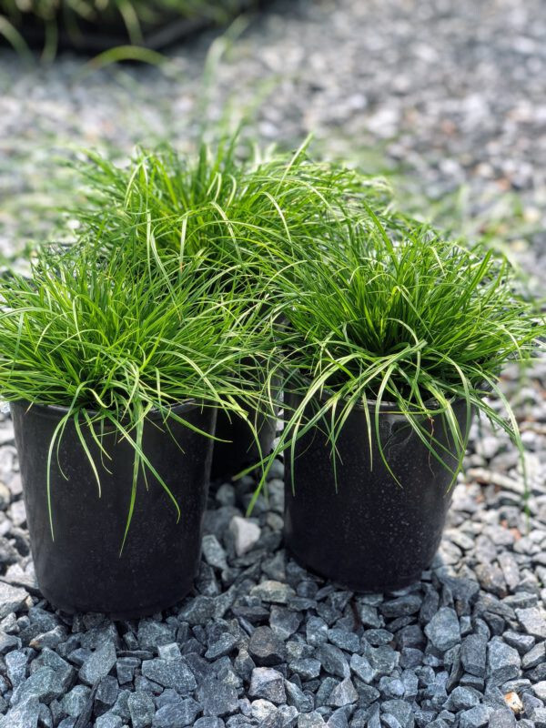 Carex pensylvanica 25 Plants in 3-1/2 inch Pots