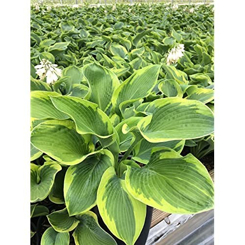 Hosta ‘Frances Williams’ Hosta Perennial, blue-green foliage with gold edge, 1