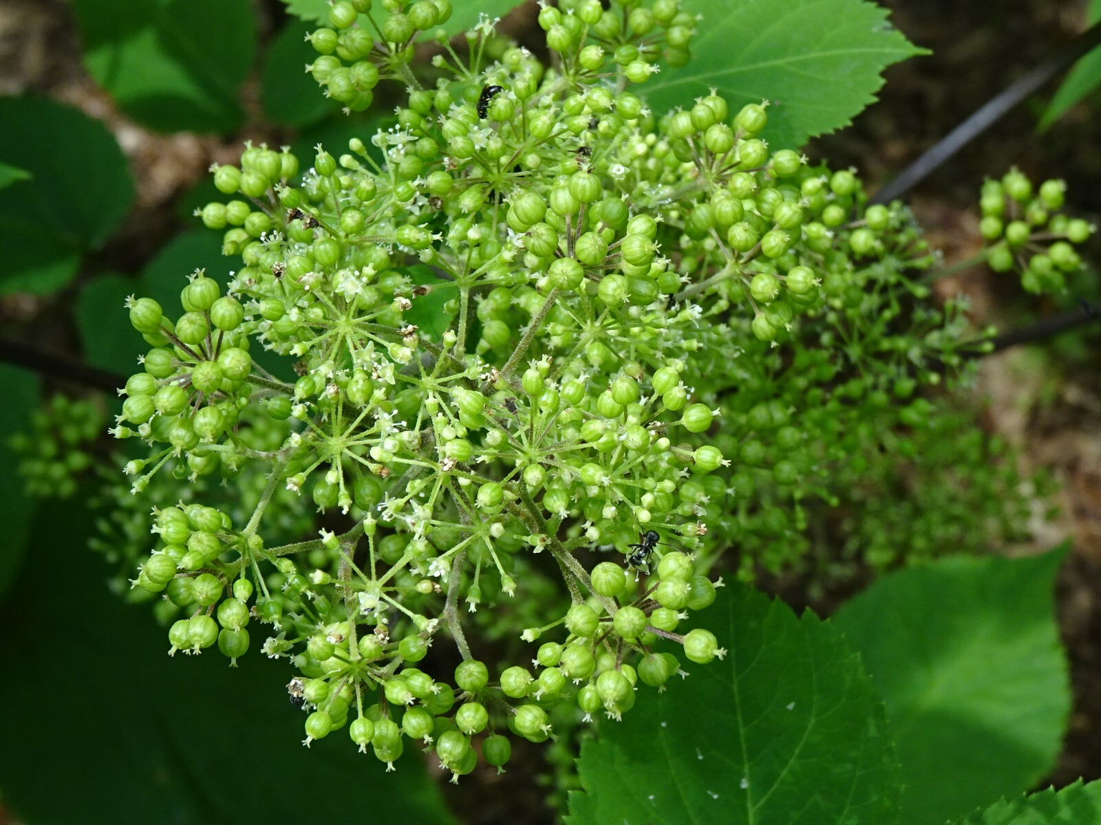American spikenard Aralia racemosa Native perennial 25 seeds