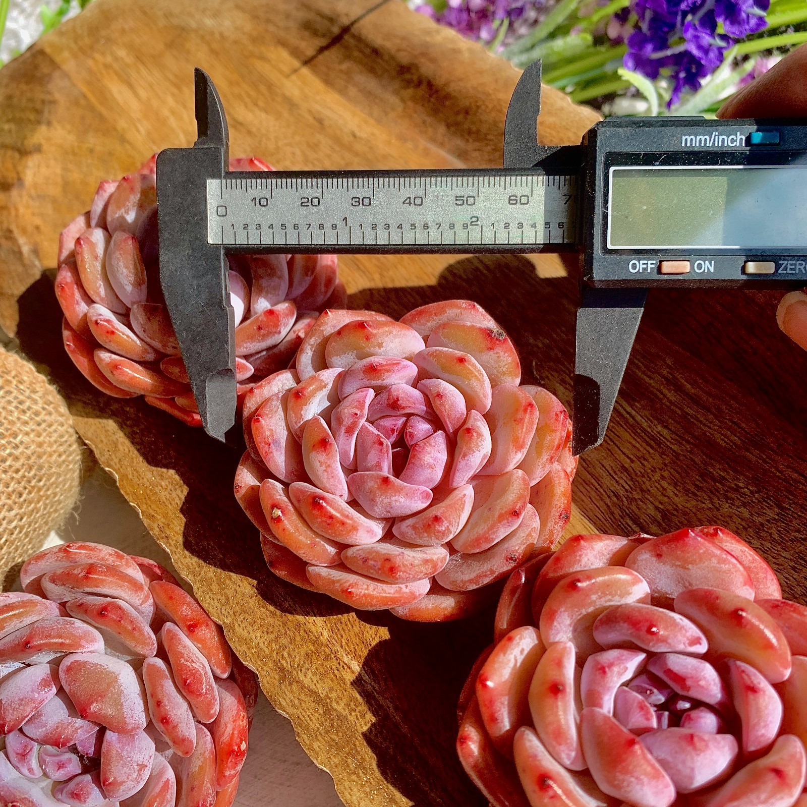 Echeveria Orange MonroeRare Succulent Plant, Bare Root Easy Care Live