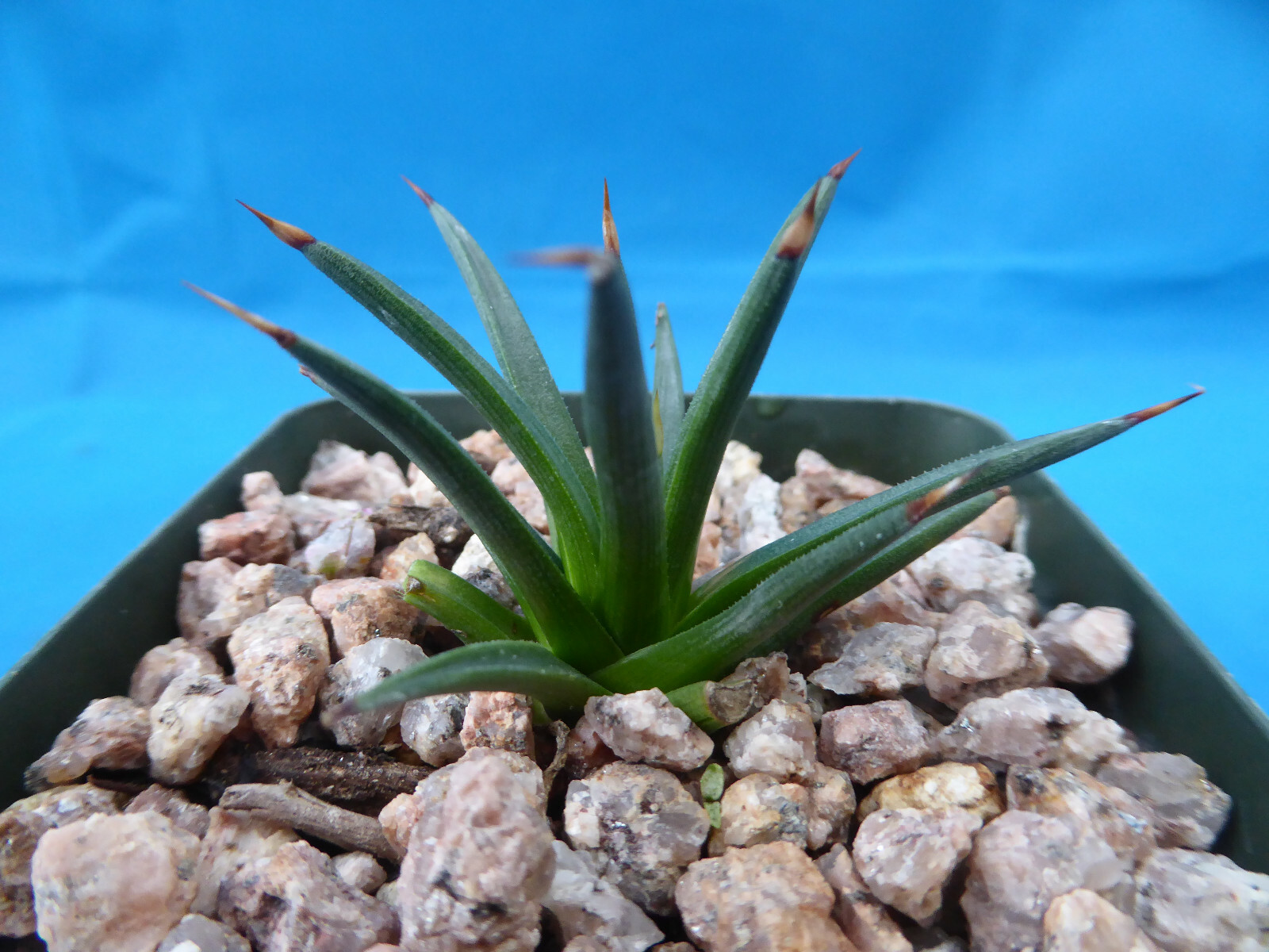 Agave albopilosa Seedling Plants VERY RARE Agave! 4+ Years Old! 2″-3″ Wide