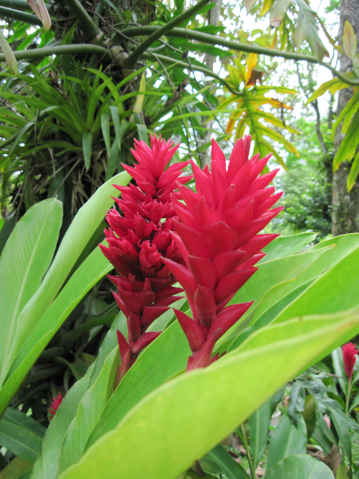 Hawaiian Red Ginger Alpinia Purpurata Starter Plant 6 to 10 In. Tall NO BLOOM