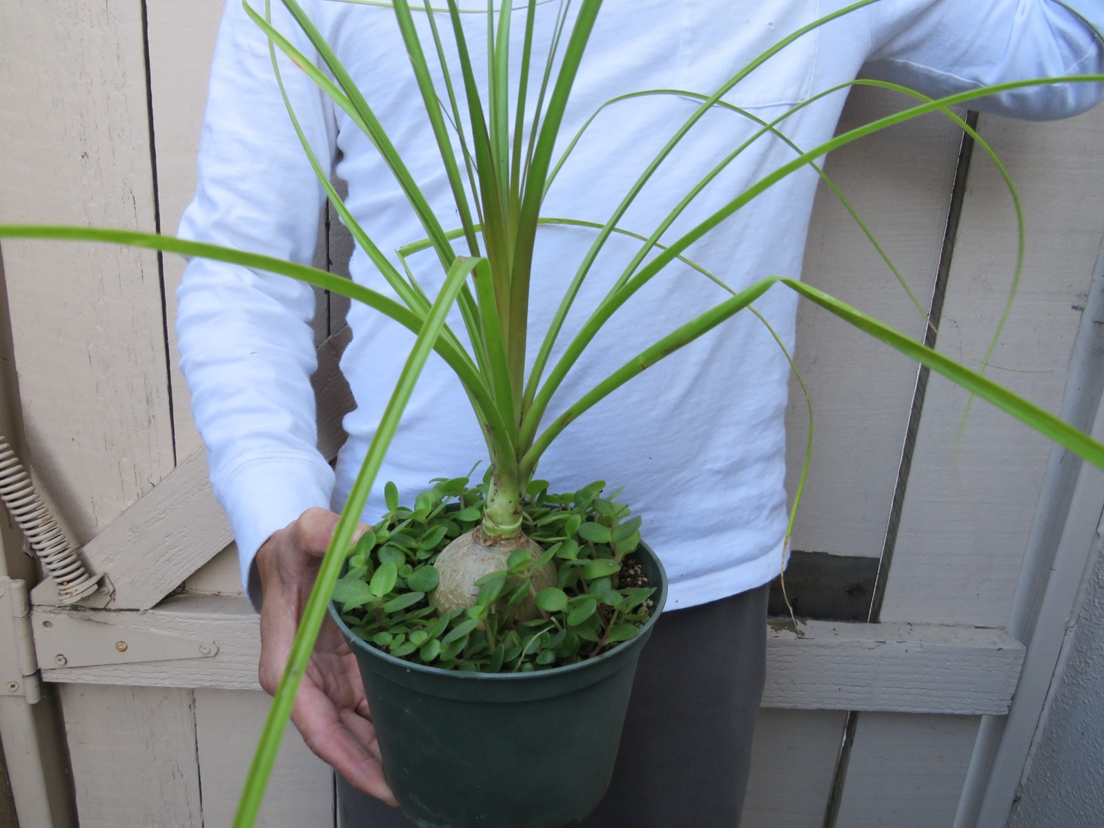 Beaucarnea recurvata pony tail palm Succulent
