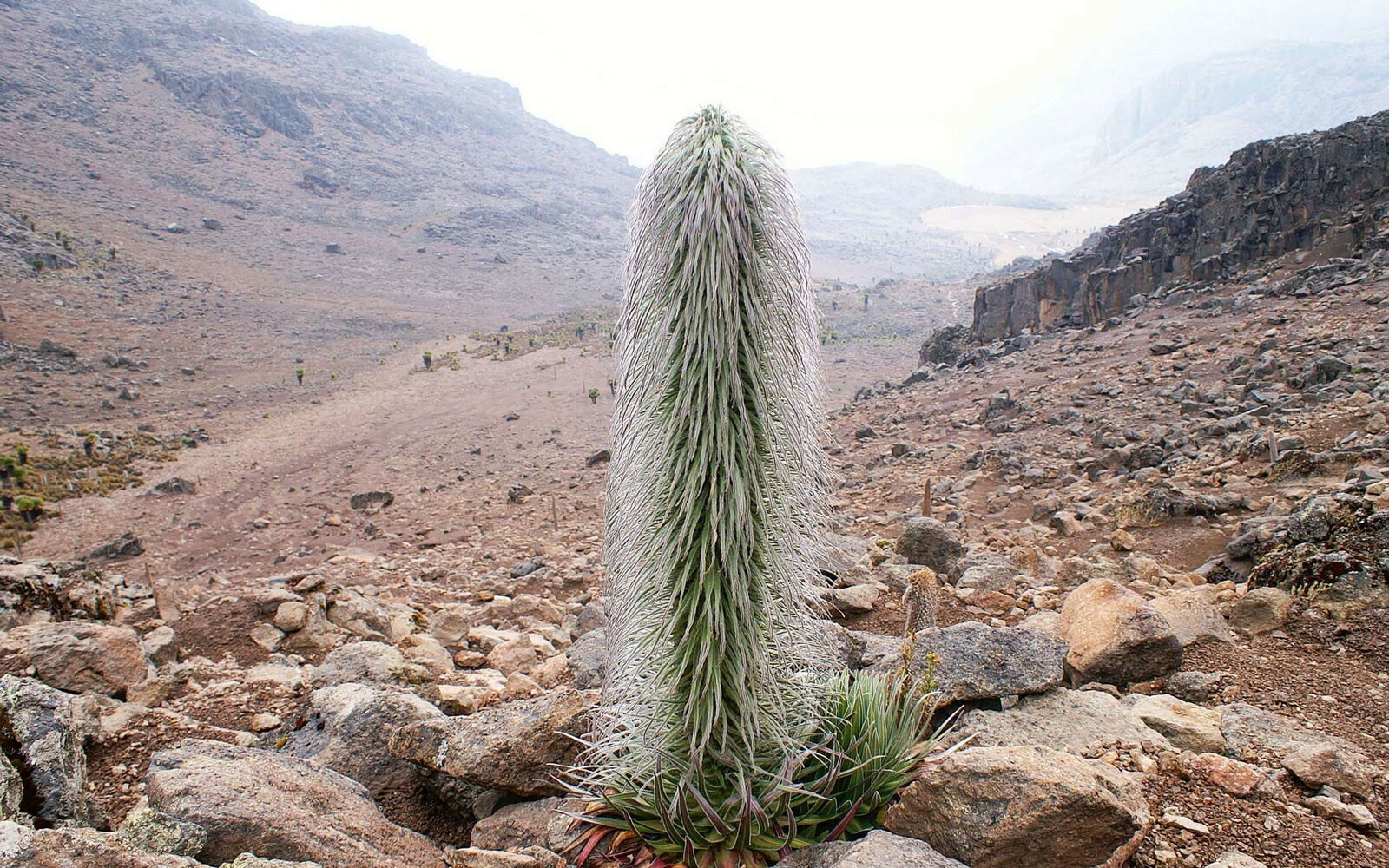 Lobelia telekii | Giant Lobelia | 50_Seeds
